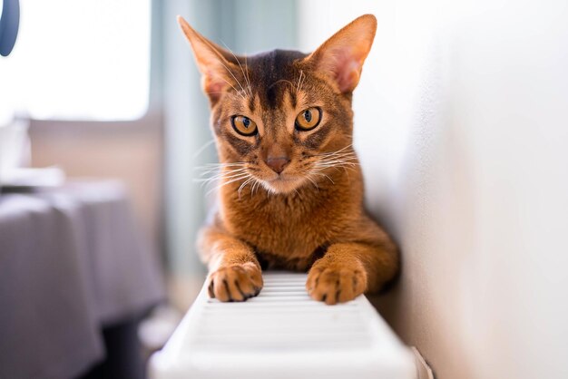 Feche a vista do retrato da foto de gato de raça pura abissínio bonito. Gato fofo e elegante.