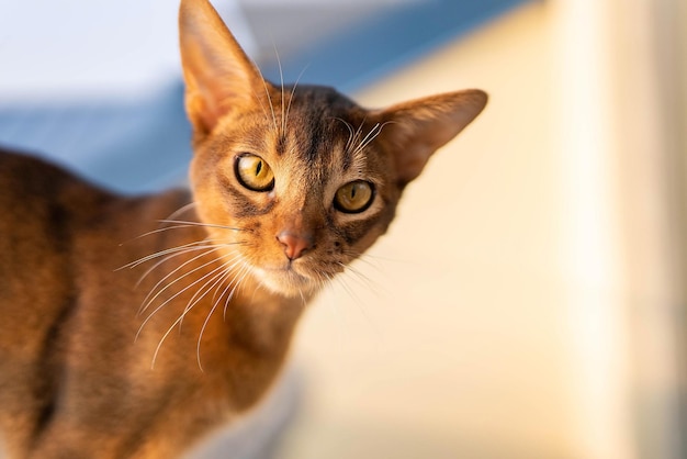 Feche a vista do retrato da foto de gato de raça pura abissínio bonito. Gato fofo e elegante.