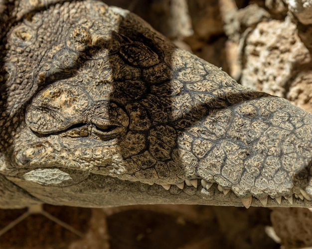 Foto feche a vista superior do crocodilo ou jacaré com textura de pele conceito de animal perigoso