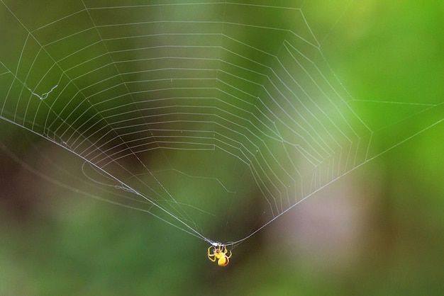 Feche acima da aranha amarela