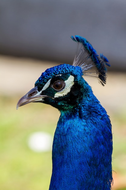 Foto feche acima da cabeça bonita do pavão azul