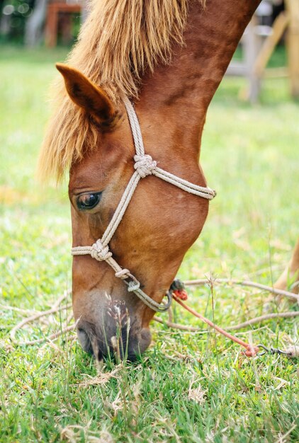 Feche acima da cabeça cavalo vermelho pastando uma grama