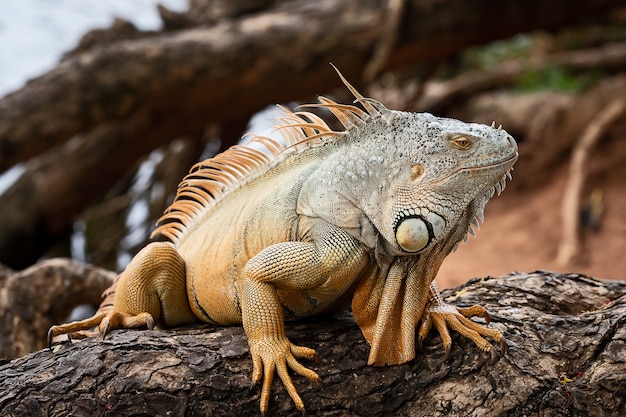 Feche acima da cara a iguana verde no ramo de árvore torcido.