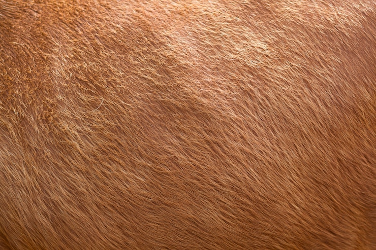 Foto feche acima da cena macia marrom da textura de lãs. pêlo macio natural de ovelha, vaca ou bezerro. calor e conforto.