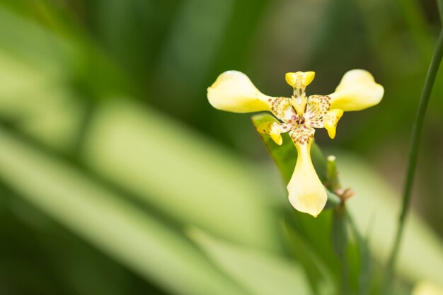 Feche acima da flor amarela selvagem