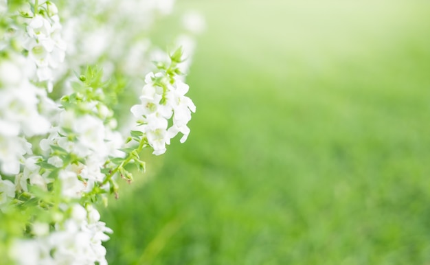 Feche acima da flor branca bonita no fundo da grama das hortaliças no jardim