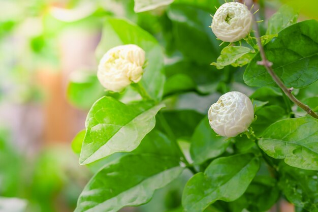 Foto feche acima da flor branca do jasmim com folha verde.