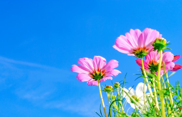 Feche acima da flor cor-de-rosa do cosmos com as nuvens do céu azul e a luz solar para o fundo natural.