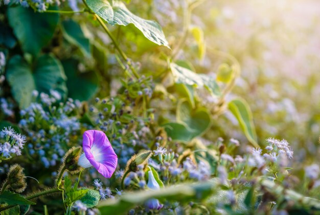 Feche acima da flor da glória de manhã azulada roxa com luz solar na manhã