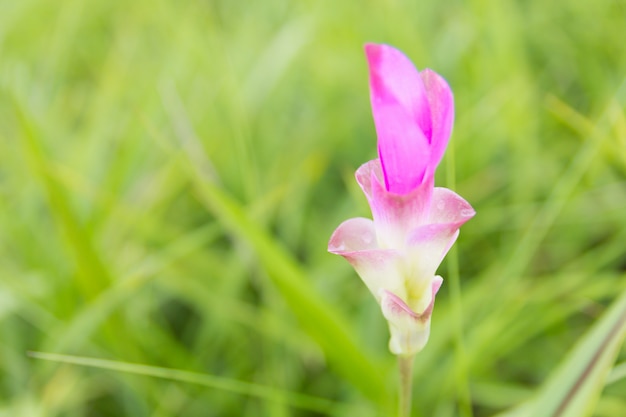 Feche acima da flor da tulipa de sião