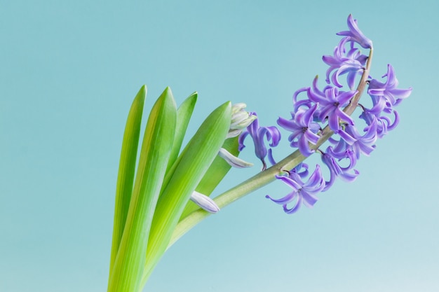 Feche acima da flor de jacinto azul de florescência