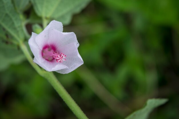 Feche acima da flor, flor natural e folhas