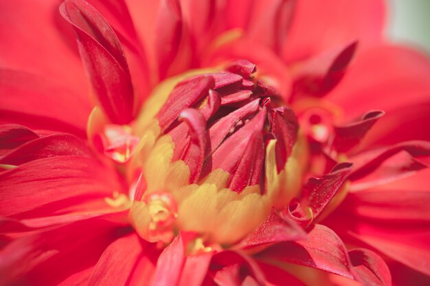 Feche acima da flor macro