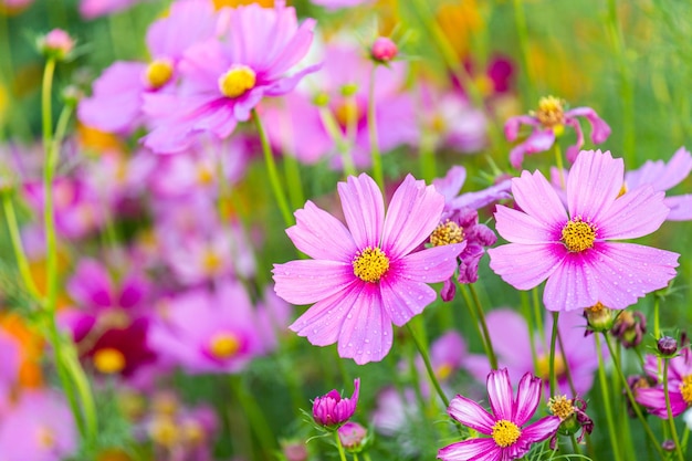 Foto feche acima da flor rosa do cosmos