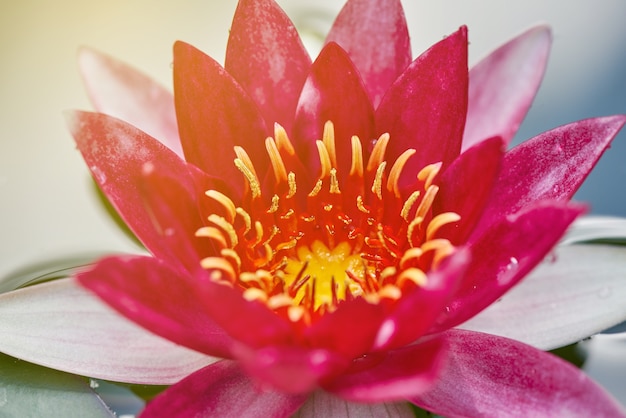 Foto feche acima da florescência vermelha da flor de lótus.