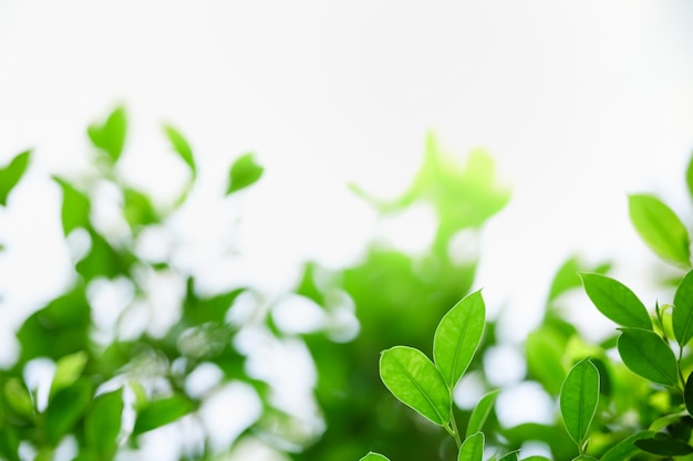 Feche acima da folha bonita do verde da opinião da natureza no fundo borrado das hortaliças sob a luz solar com espaço do bokeh e da cópia usando como a paisagem natural das plantas do fundo, conceito do papel de parede da ecologia.