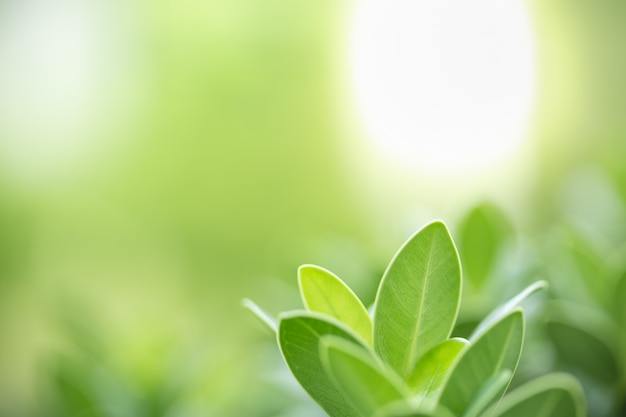 Feche acima da folha do verde da natureza nas hortaliças borradas sob a luz solar.