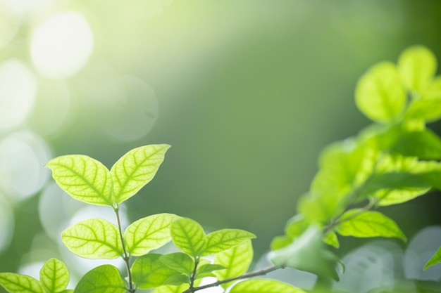Feche acima da folha verde da vista da natureza no fundo borrado da vegetação sob a luz solar com bokeh