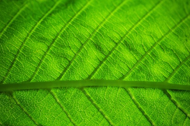 Feche acima da folha verde fresca com veias