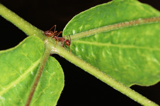Feche acima da formiga vermelha em laef verde na natureza na Tailândia