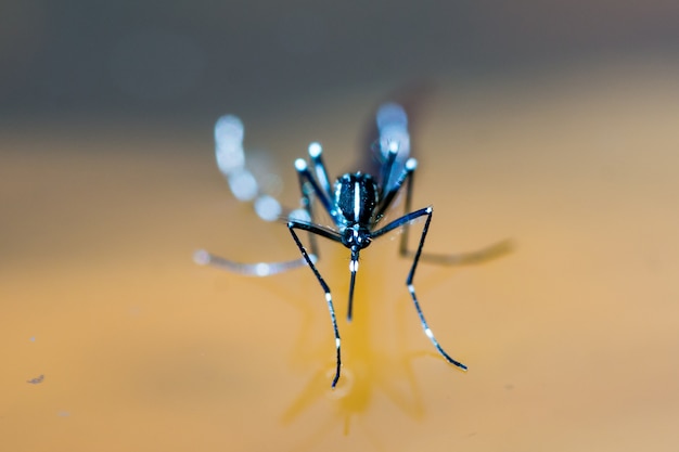 Foto feche acima da foto do ajuste do mosquito da febre amarela na água desobstruída.