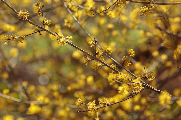 Feche acima da fotografia de uma flor de cornalina cereja no início da primavera. Arbusto em flor Cornus mas na floresta de várzea.