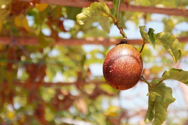 Feche acima da fruta de paixão que pendura no jardim.