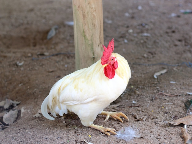 Feche acima da galinha branca sob a árvore na exploração agrícola.