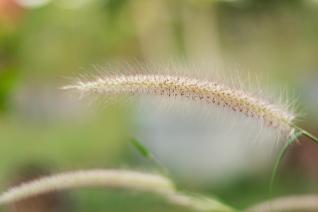 Foto feche acima da grama do desho ou do pedicellatum do pennisetum