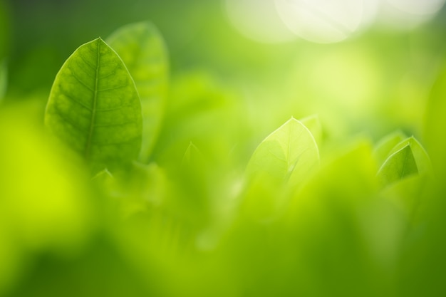 Feche acima da ideia bonita das folhas do verde da natureza no fundo borrado da árvore das hortaliças com parque do jardim da luz solar em público.