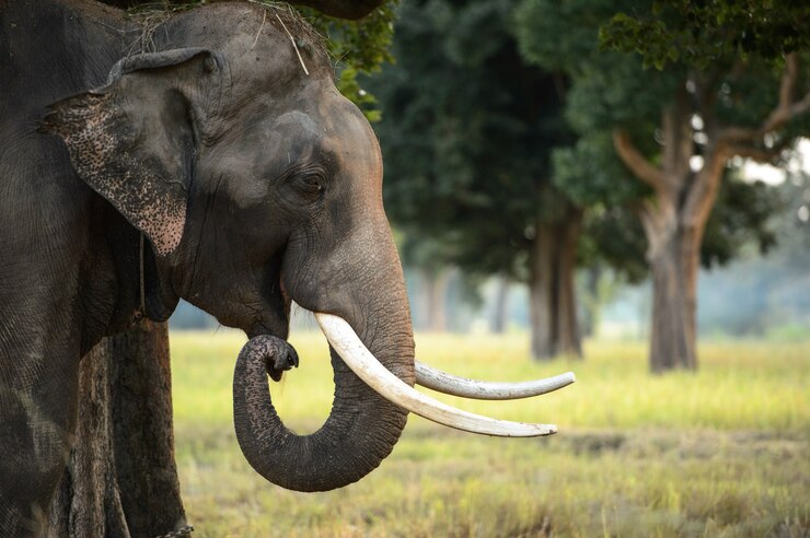 Feche acima da ideia da cabeça de elefante asiático fotografada no ajuste da selva de Tailândia.