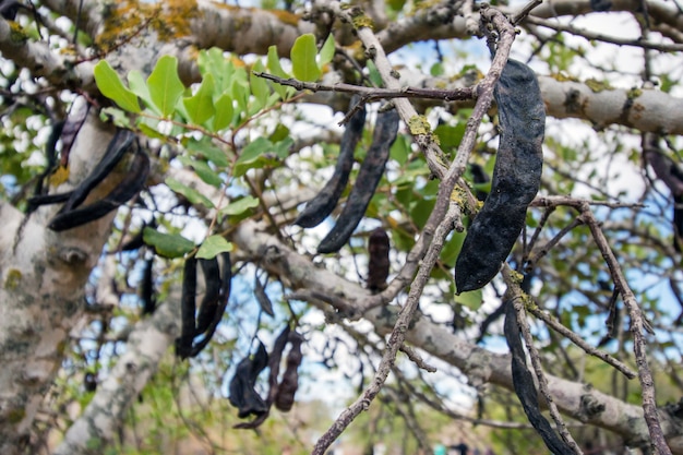 Feche acima da ideia de um grupo dos frutos da alfarroba que penduram da árvore.