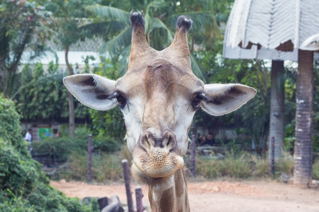 Feche acima da imagem do rosto da girafa engraçado