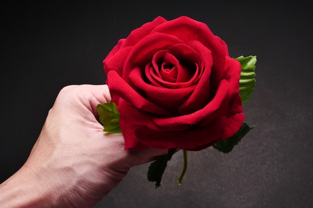 Feche acima da mão masculina que guarda a rosa do vermelho no fundo preto.