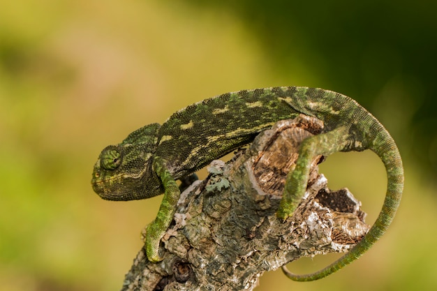 Feche acima da opinião um camaleão verde bonito no selvagem.