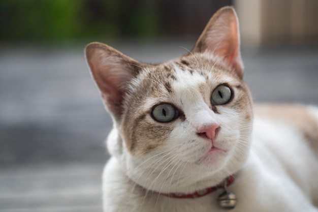 Feche acima da opinião um gato bonito, foco seletivo.