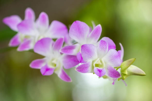 Feche acima da orquídea cor-de-rosa nomeada Aerides Multiflora Roxb