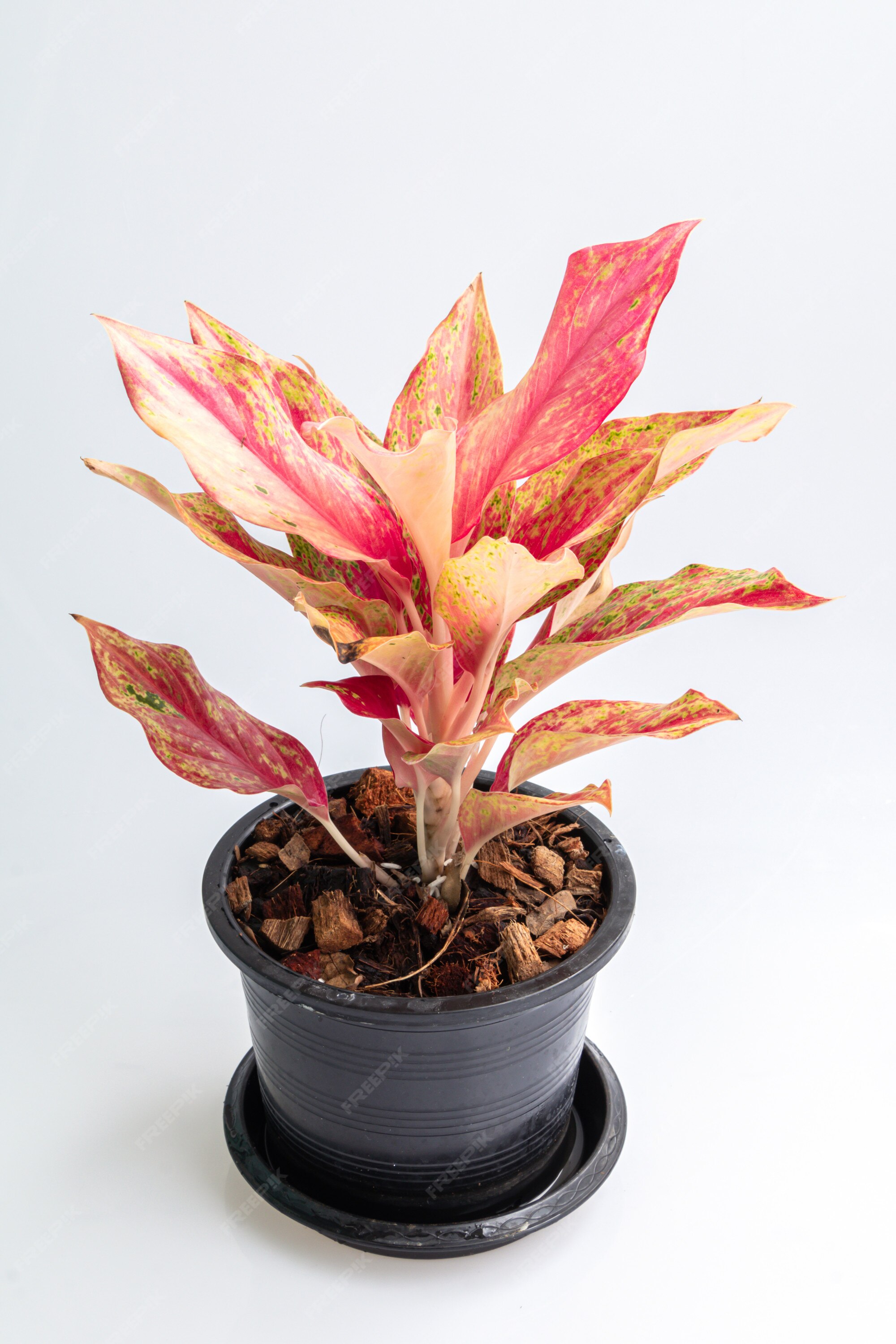 Feche acima da planta cor-de-rosa de aglaonema ou sempre-vivas chinesas no  isolado preto do potenciômetro no fundo branco. | Foto Premium