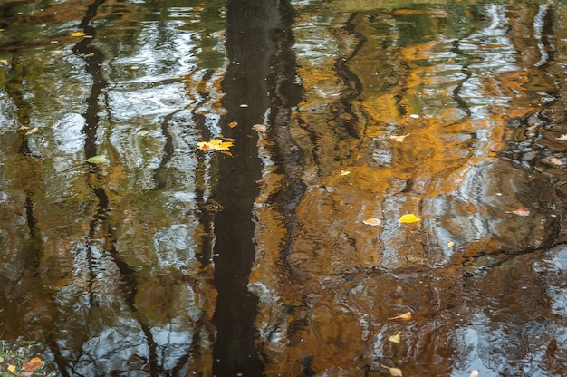Feche acima da reflexão abstrata colorida da água com folha de bordo.