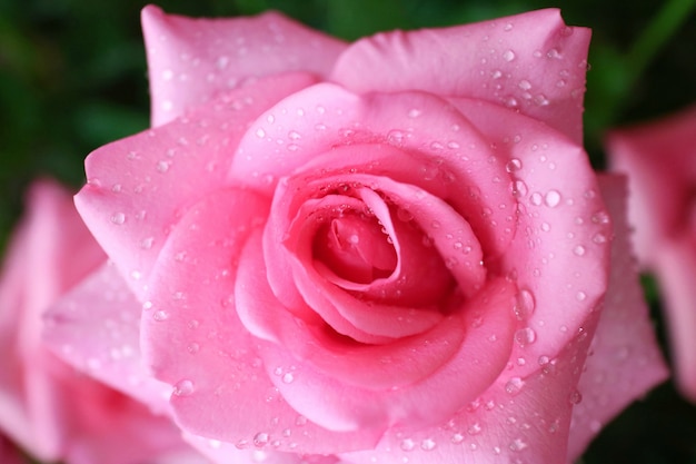 Feche acima da rosa bonita do rosa com gota da chuva na manhã. dia dos namorados.