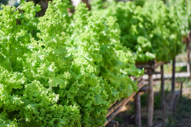 Feche acima da salada vegetal verde no fundo do jardim - a alface luxuriante fresca deixa o fundo na exploração agrícola erval