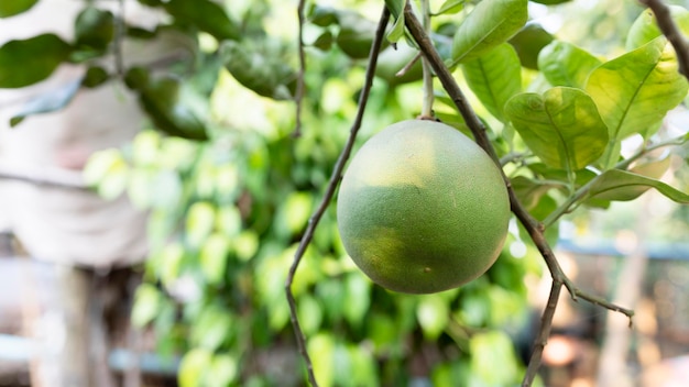 Feche acima da toranja verde na árvore