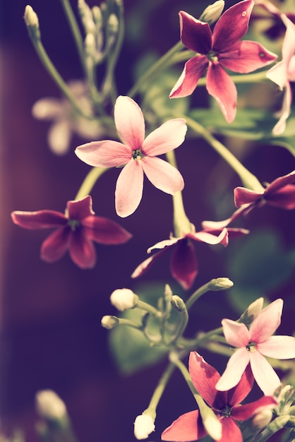 Foto feche acima da trepadeira de rangoon ou da flor de quisqualis indica