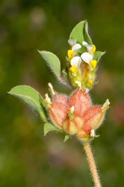 Feche acima da vista da flor anual bonita da ervilhaca de rim (tetraphyllum do Tripodion).