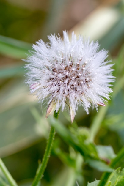 Feche acima da vista da flor bonita do dente-de-leão (officinale do taraxacum).