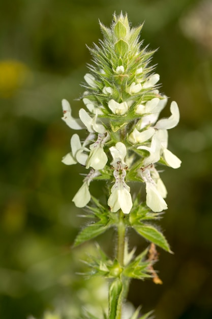 Feche acima da vista da flor italiana bonita de Hedgenettle (ocymastrum do Stachys).