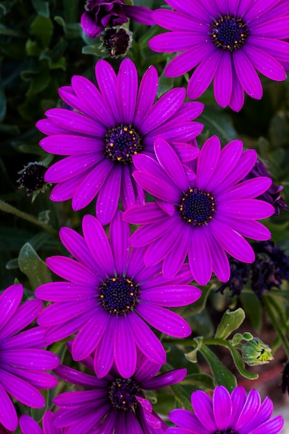 Feche acima da vista das flores bonitas da margarida violeta de Osteospermum.