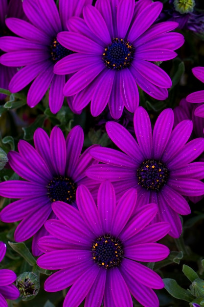 Feche acima da vista das flores bonitas da margarida violeta de osteospermum.