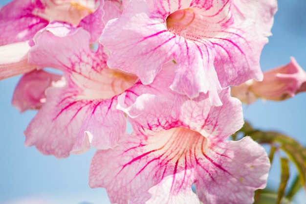 Feche acima da vista das flores cor-de-rosa bonitas da frésia no jardim.