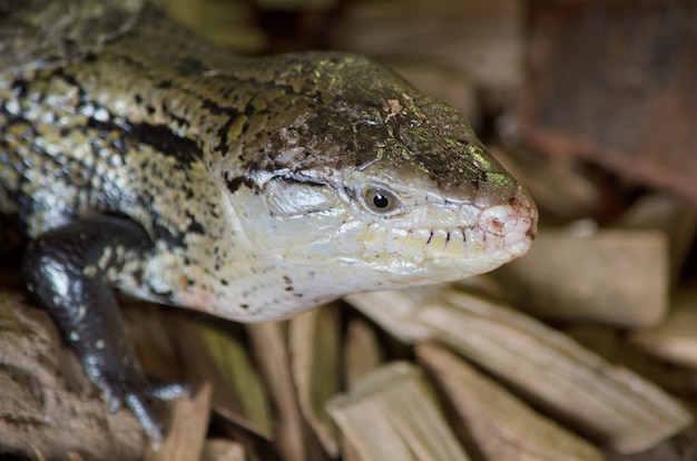 Feche acima da vista de um lagarto.